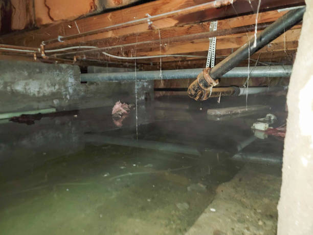 Best Professional water damage repair  in Point Marion, PA